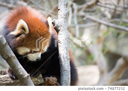 Redress Panda on a tree Redress Panda on a tree 74877232