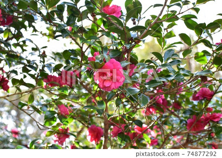 Makibi Park camellia Makibi Park camellia 74877292