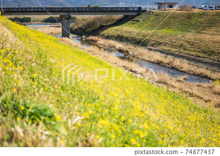 Rape blossoms in full bloom along the river 74877437