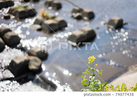 A single rape blossom that blooms along the river A single rape blossom that blooms along the river 74877438