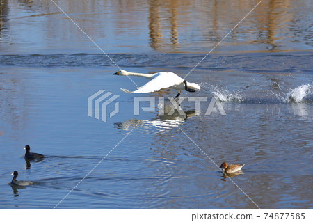 Swan landing site in Kawajima-cho, Hiki-gun, Saitama Prefecture 74877585