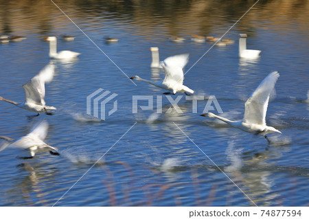 Swan landing site in Kawajima-cho, Hiki-gun, Saitama Prefecture Swan landing site in Kawajima-cho, Hiki-gun, Saitama Prefecture 74877594