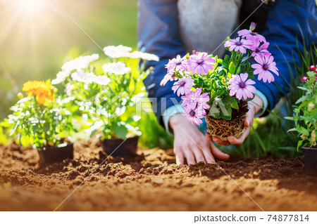 Woman hands putting seedling flowers into the black soil 74877814