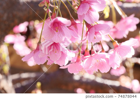 櫻花盛開 74878044