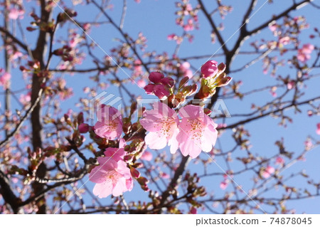 櫻花盛開 74878045