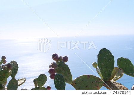 Sicilian sea and cactus 74878144