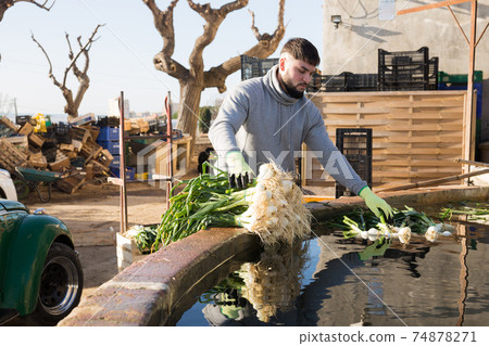 Farmer washes green onions before selling in the market Farmer washes green onions before selling in the market 74878271