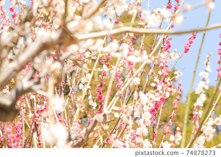 白色和紅色臥龍梅花 白色和紅色臥龍梅花 74878273