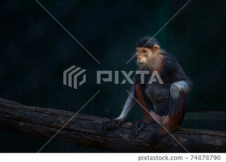 Beautiful color of Colobines or Red-shanked douc, portrait of Colobines sitting on big timber in zoo's cage. Space for copy. 74878790