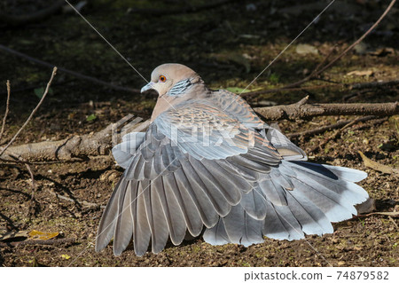 斑鳩Hinatabokko 74879582
