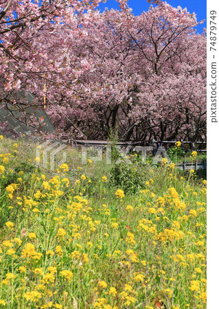 松田玉香草園油菜花和川津櫻花 74879749