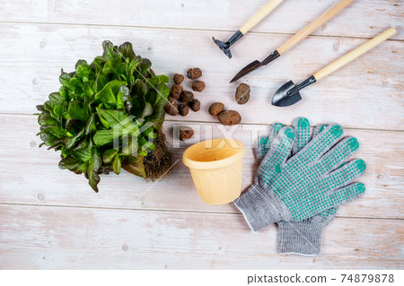 A green plant for replanting, a flower pot, expanded clay, gardening tools  74879878