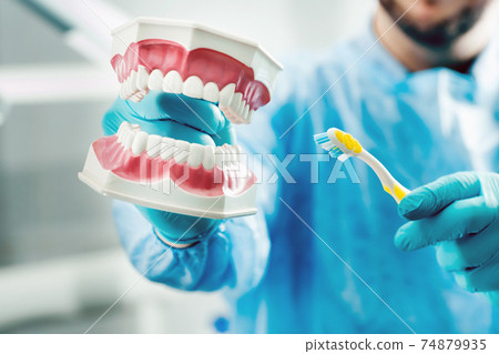 A model of a human jaw with teeth and a toothbrush in the dentist's hand 74879935