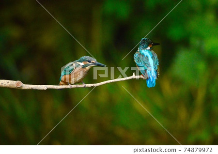 Two Kingfishers (Negawa Greenery Road / Tachikawa Park / Tachikawa City, Tokyo) 74879972