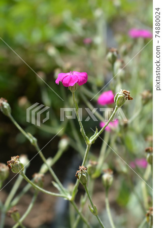Rose campion 74880024