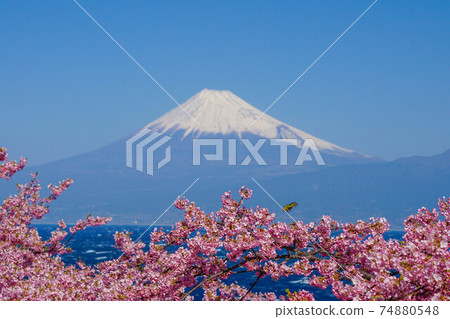 White-eye, Mt. Fuji and Sakura White-eye, Mt. Fuji and Sakura 74880548