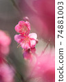 梅花 74881003