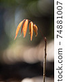 1個小植物 74881007