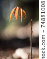 1個小植物 74881008