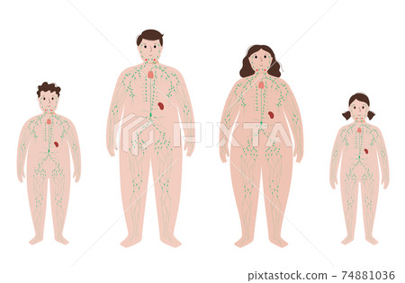 Lymphatic system in obese body Lymphatic system in obese body 74881036