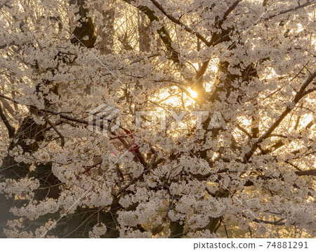 Cherry blossoms at Ueno Toshogu Shrine illuminated by the setting sun 7 Cherry blossoms at Ueno Toshogu Shrine illuminated by the setting sun 7 74881291