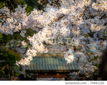 Sakura at Ueno Toshogu Shrine Sakura at Ueno Toshogu Shrine 74881292