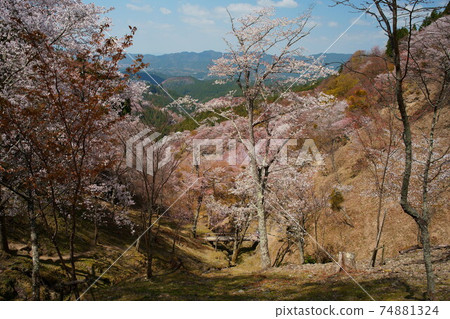 櫻花盛開的世界遺產吉野山（紀伊山地的聖地和參拜道） 74881324