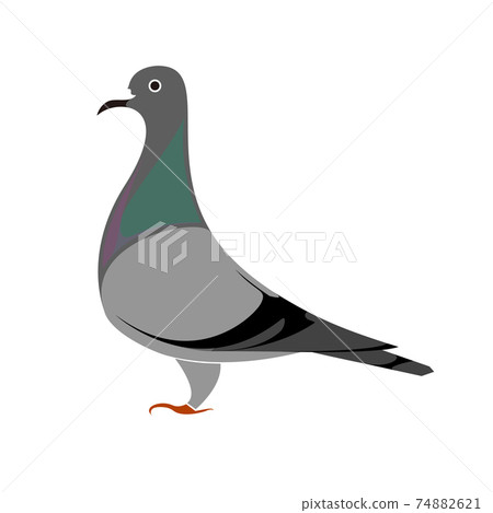 Pigeon vector illustration - Stock Illustration [74882621] - PIXTA