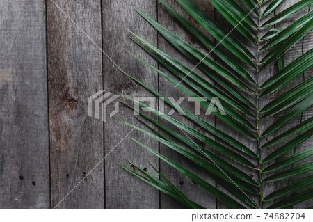 Green palm leaf on wooden gray background 74882704
