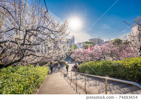 Hanegi Park plum forest 74883654