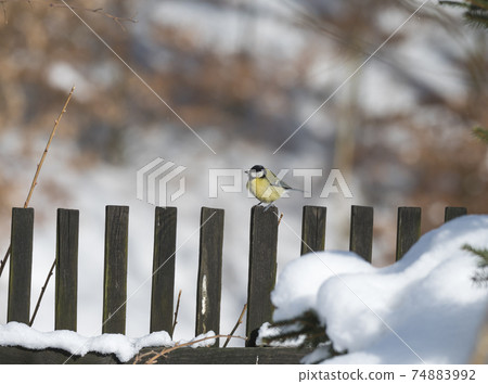 Close up Great tit, Parus major bird perched on snowy wooden plank fence, winter. Selective focus, copy space. 74883992