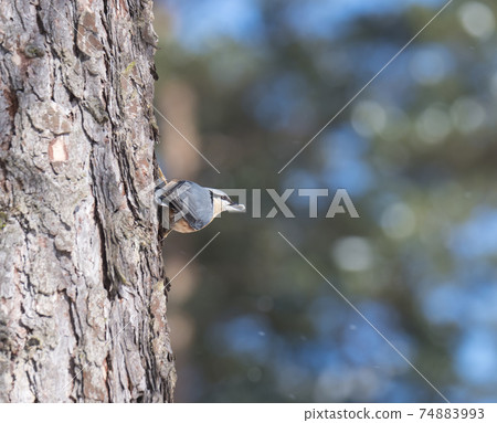Close up wood Nuthatch or Eurasian nuthatch, climbing on larch tree trunk with sunflower seeds in beak. Beutiful blue green bokeh background, copy space. 74883993