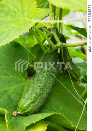 Cucumber plant. Cucumber with leafs and flowers .Cucumbers in the garden Cucumber plant. Cucumber with leafs and flowers .Cucumbers in the garden 74884271