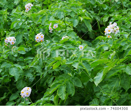 Flowered potato in summer. Potatoes plants with flowers growing on farmers fiels. Flowered potato in summer. Potatoes plants with flowers growing on farmers fiels. 74884308