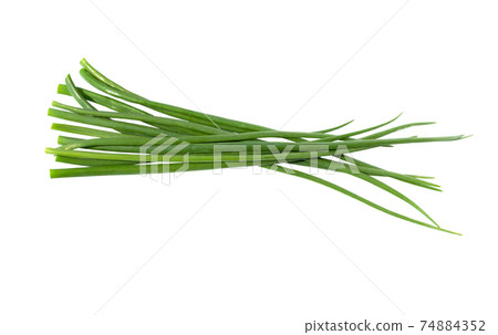 Green Onion bunch isolated. Fresh onion leaf. Chives bunch. Green Onion bunch isolated. Fresh onion leaf. Chives bunch. 74884352