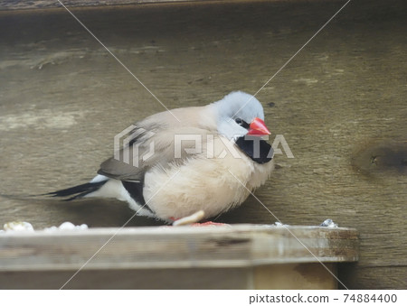 Australian birds Red-throated Finch Australian birds Red-throated Finch 74884400