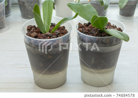 Orchids in the pot. Watering orchid by immersion in water.The most correct method of watering and fertilize orchids 74884578