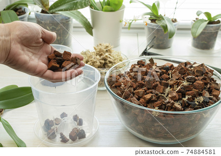Transplant orchids at home. Planting tools with bark soil, pot and moss. Orchid transplant process. 74884581