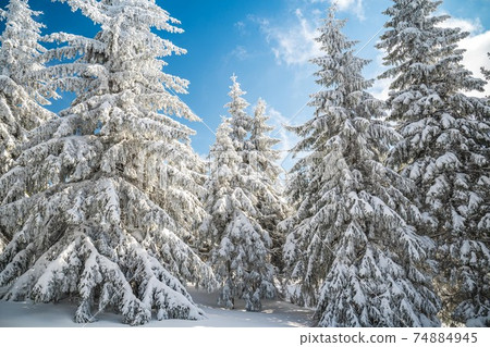 Majestic white spruces trees glowing by sunlight agains dark blue sky. Gorgeous winter scene. Location place Czech republic, Krkonose. 74884945