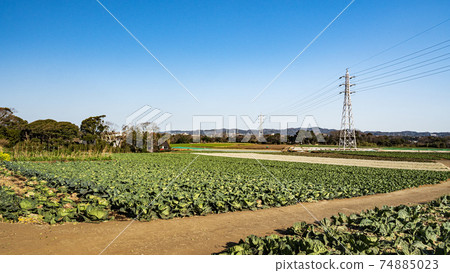 Spring in the field where you can see Mt. Fuji in Miura City, Kanagawa Prefecture, on the Shonan Miura Peninsula 74885023