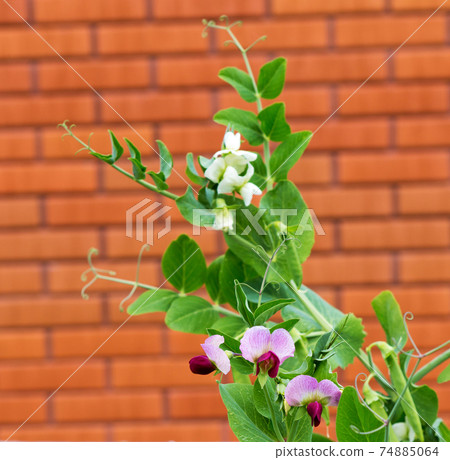Peas plant with flowers Peas plant with flowers 74885064