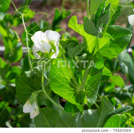 Pea plant flower. Pea plant flower. 74885069