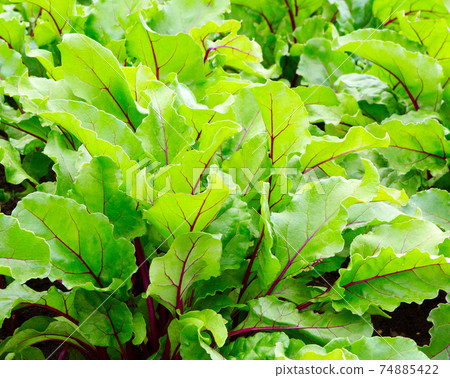 Beet leaves. Beetroot leaves, fresh beet leaf us background. Beet leaves. Beetroot leaves, fresh beet leaf us background. 74885422