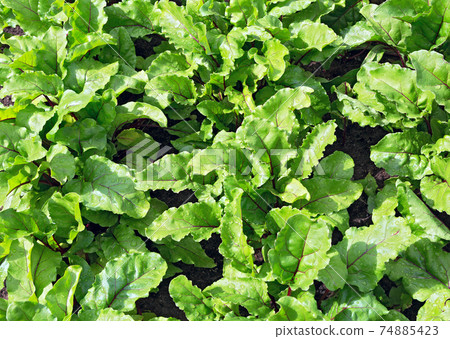 Beet leaves. Beetroot leaves, fresh beet leaf us background. Beet leaves. Beetroot leaves, fresh beet leaf us background. 74885423