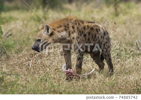 Hyena eating, Africa Hyena eating, Africa 74885742