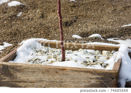 Remnants of melting snow on a wooden hole covered with decorative fine gravel for a fruit tree seedling Remnants of melting snow on a wooden hole covered with decorative fine gravel for a fruit tree seedling 74885849