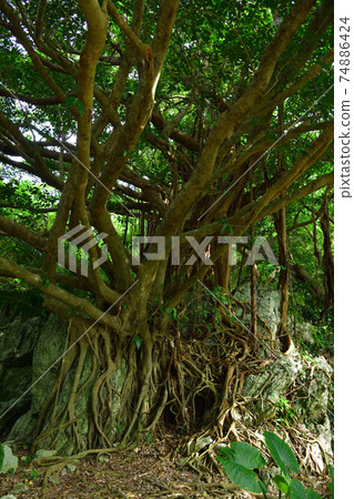 From Daisekirinzan From Daisekirinzan 74886424