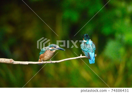 Two Kingfishers (Negawa Greenery Road / Tachikawa Park / Tachikawa City, Tokyo) 74886431