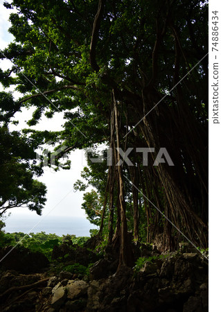 從大雪林山 74886434