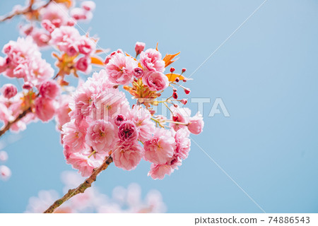 Sakura flowers in bloom 74886543